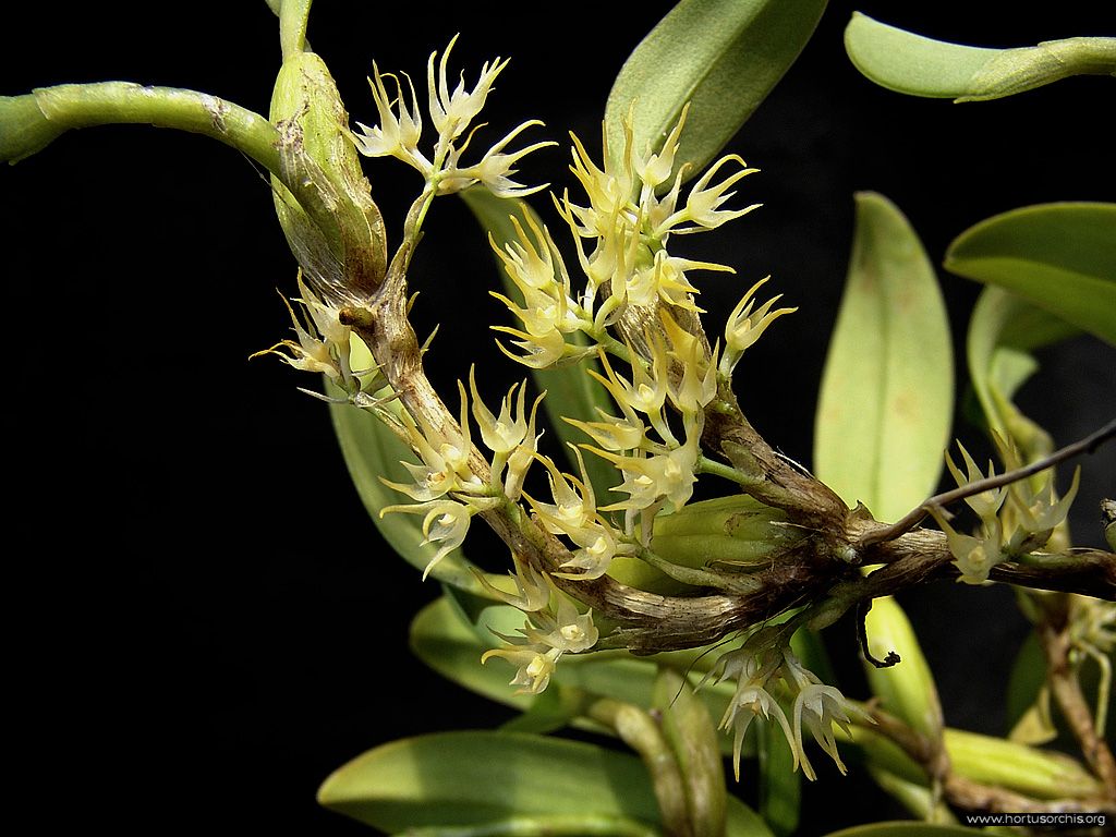 Bulbophyllum cauliflorum 2