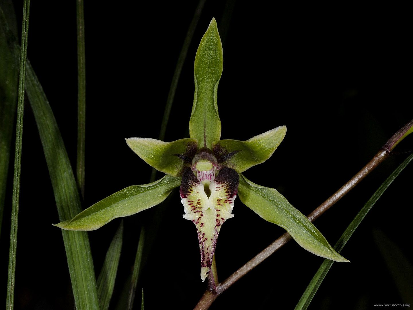 Cymbidium qiubeiense