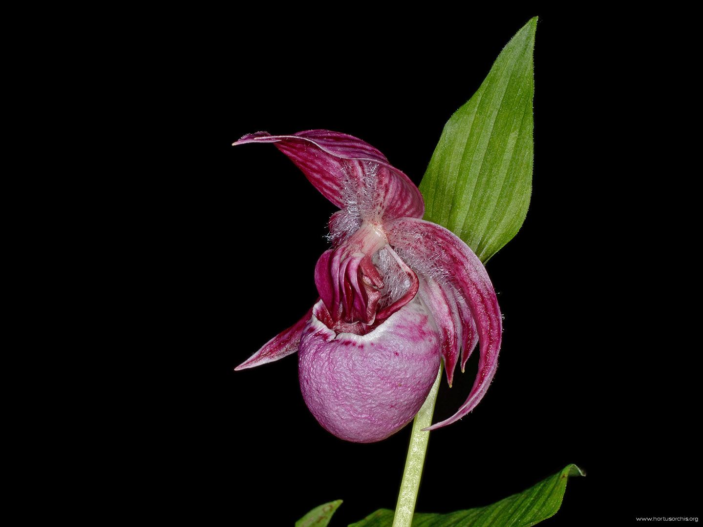 Cypripedium tibeticum