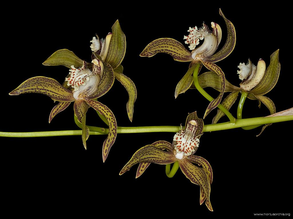 Cymbidium tracyanum 1