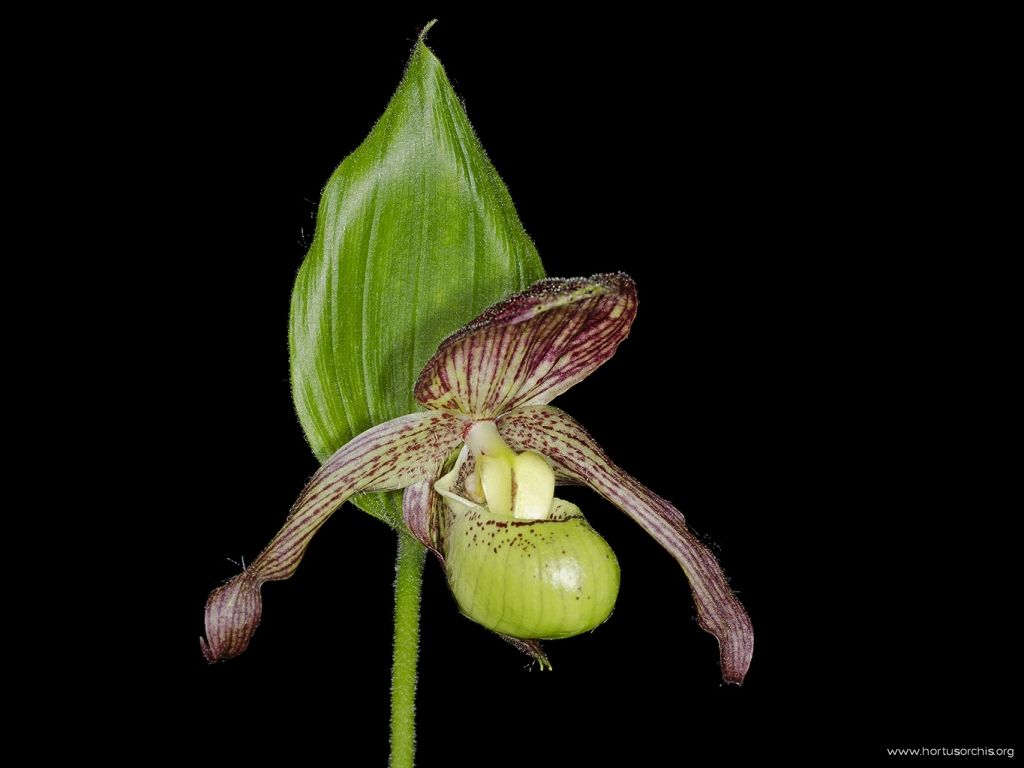 Cypripedium reginae