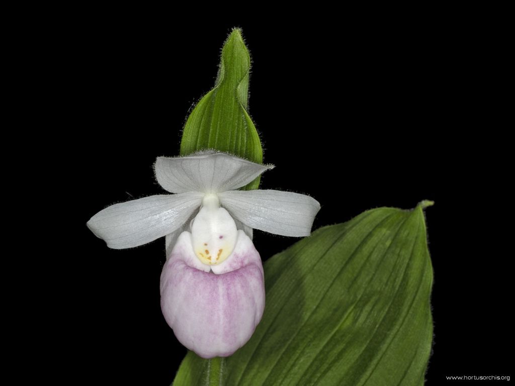 Cypripedium reginae var. albolabium