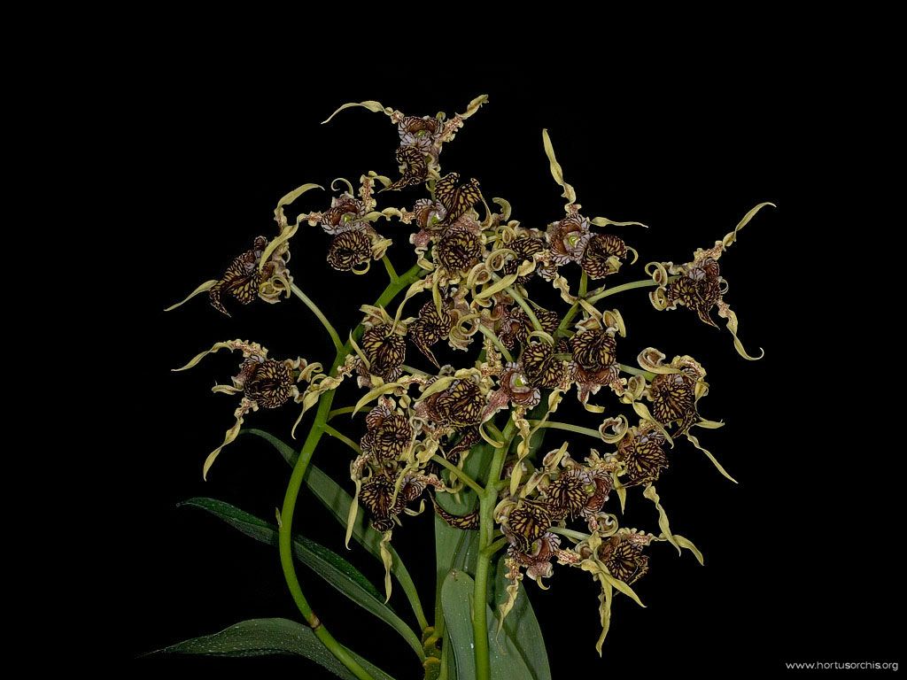Dendrobium spectabile  2