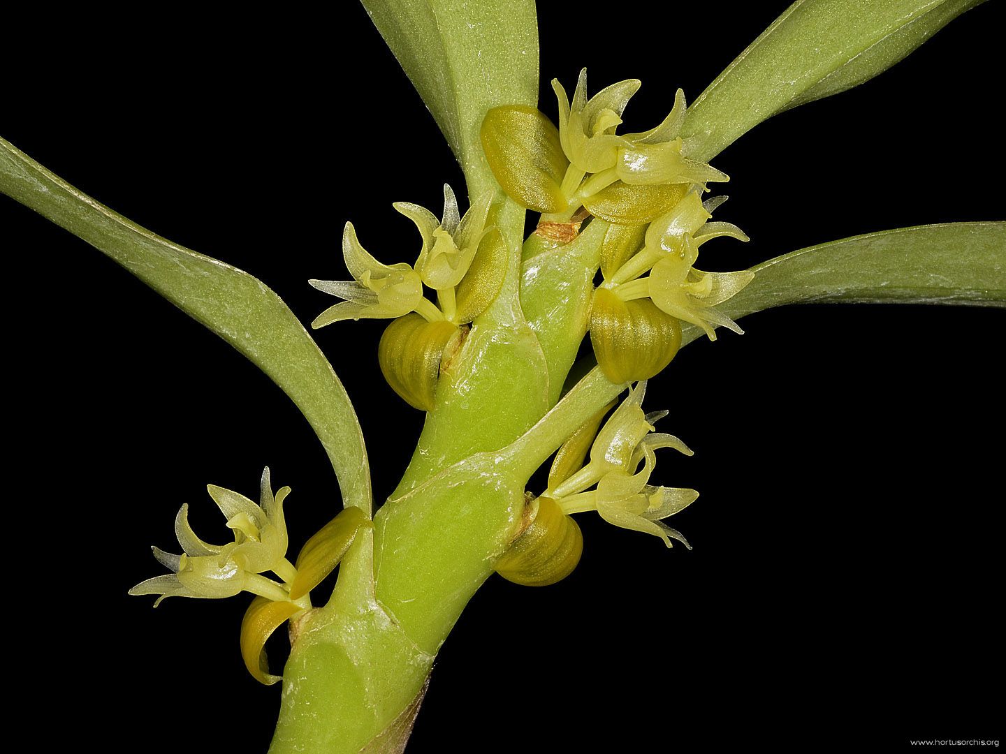 Eria biflora