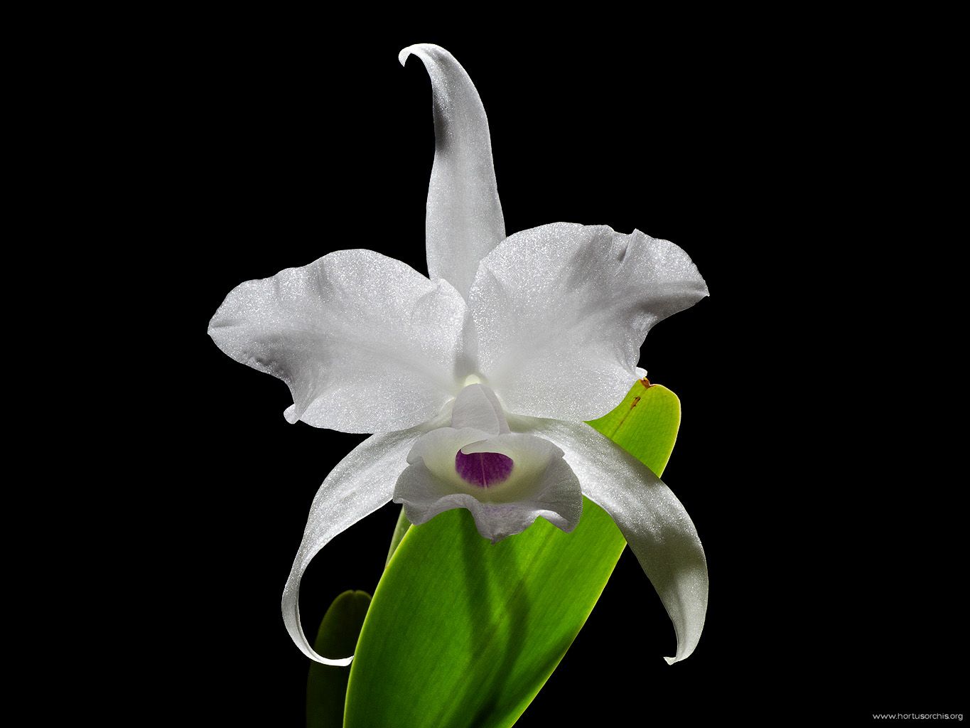 Cattleya skinneri var. alba