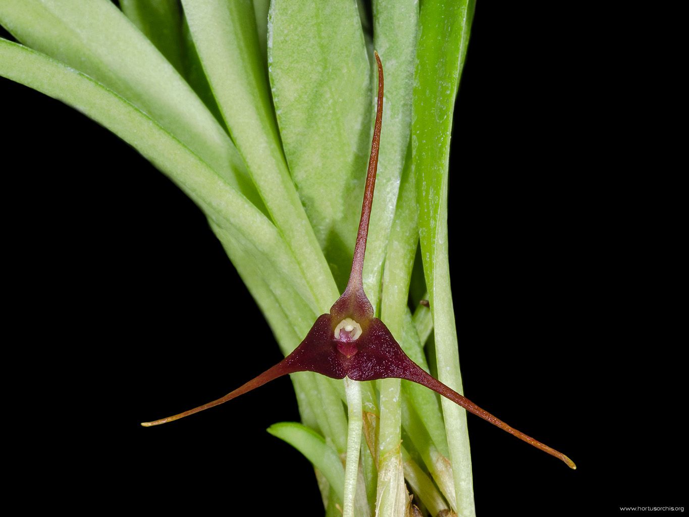 Masdevallia herradurae