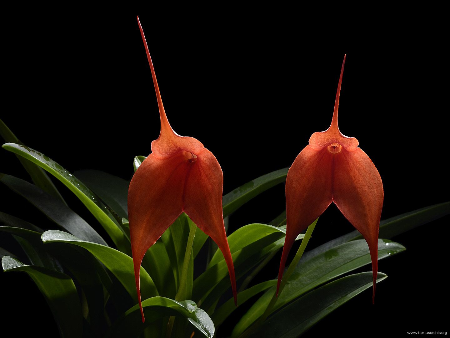 Masdevallia idae