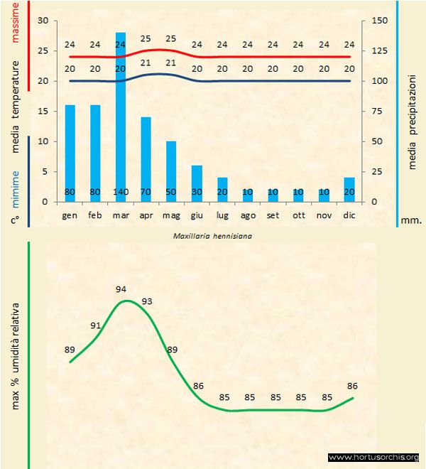 Maxillaria hennisiana b gr it