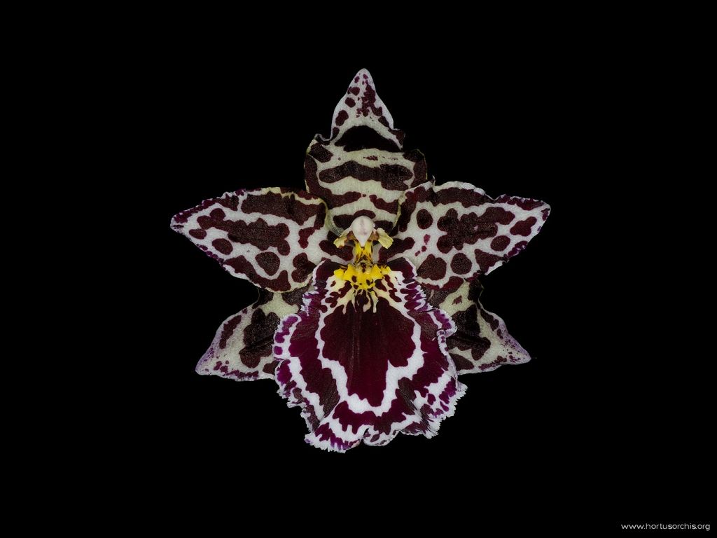 Odontoglossum Margarete Holm 1