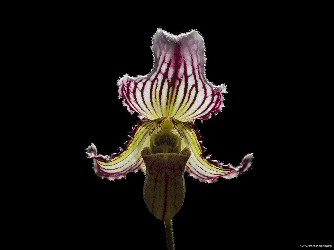 Paphiopedilum fairrieanum