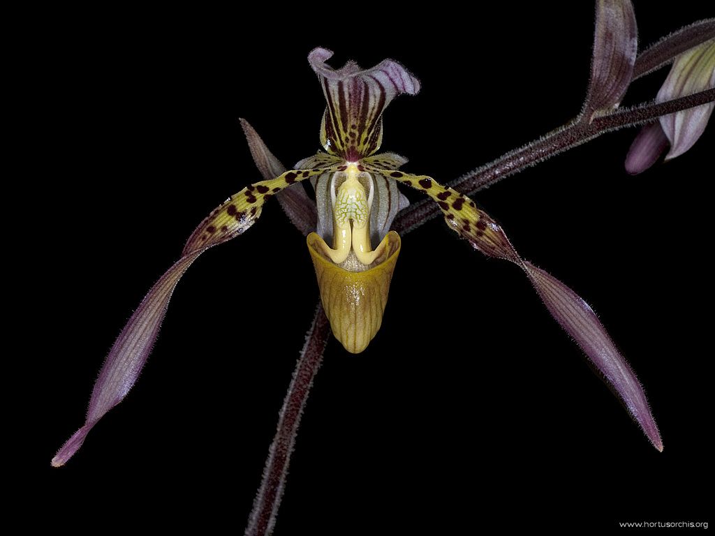 Paphiopedilum lowii x rothschildianum