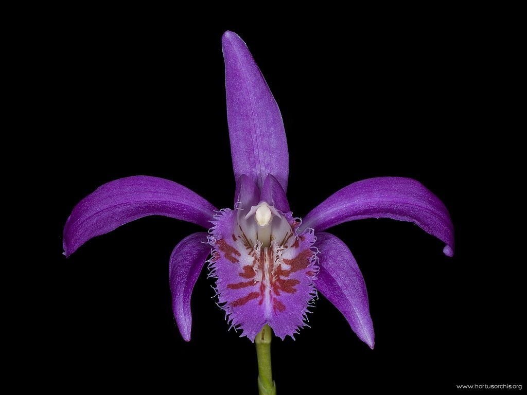 Pleione Tongariro