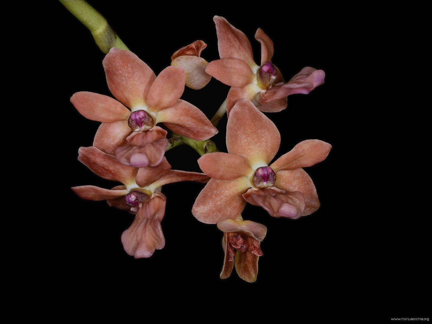 Rhynchostylis gigantea orange