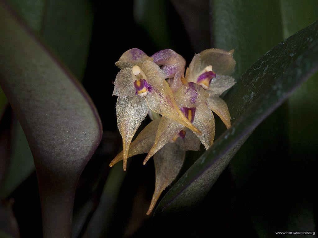 Bulbophyllum pumilum