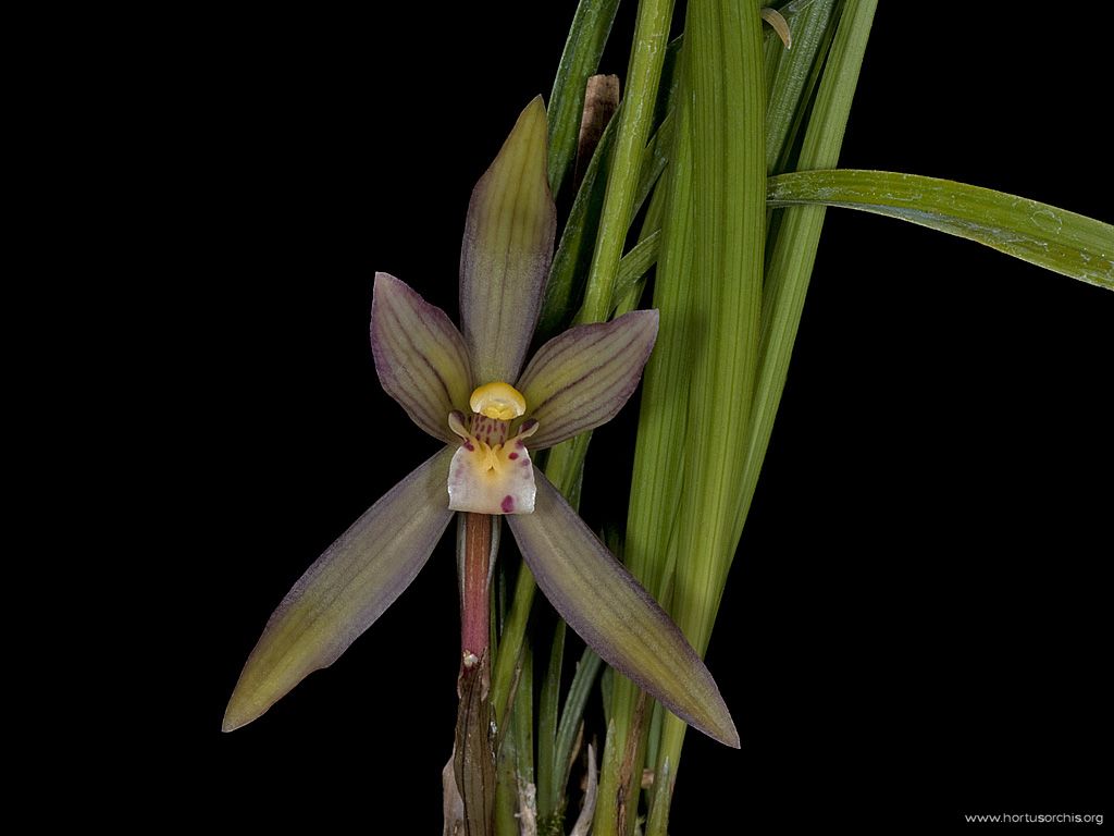 Cymbidium goeringii