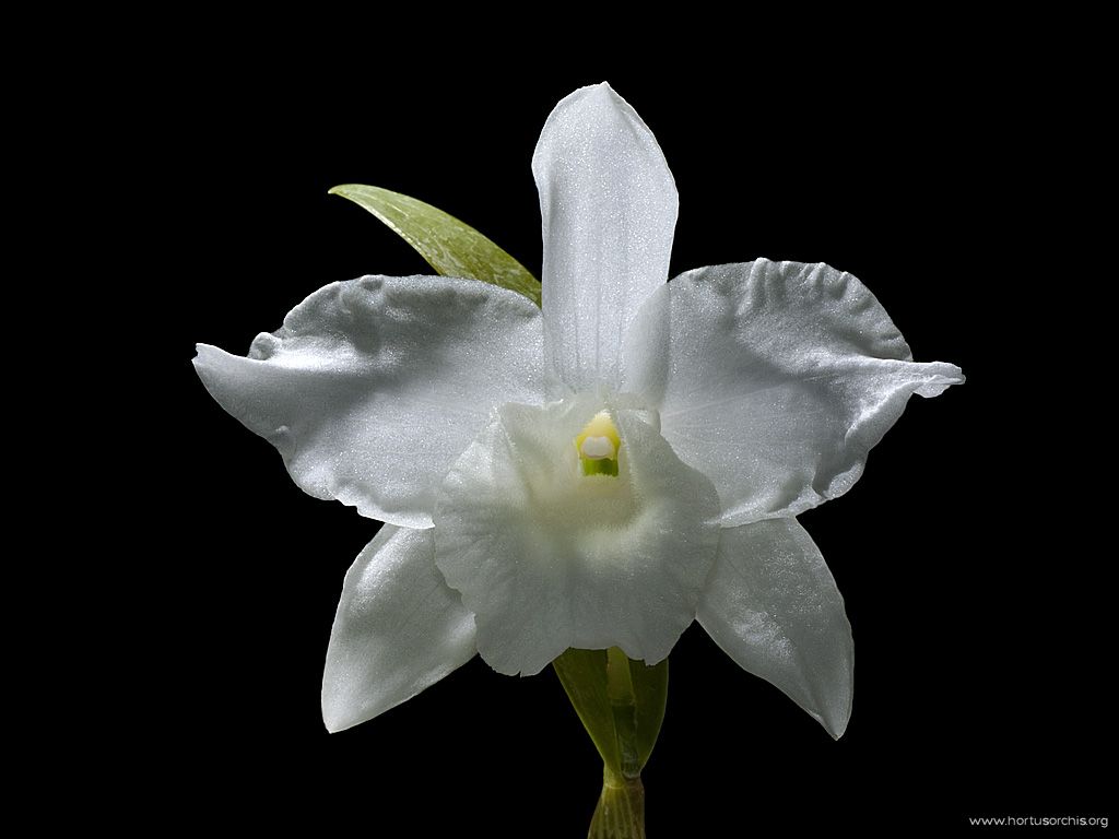 Dendrobium schutzei