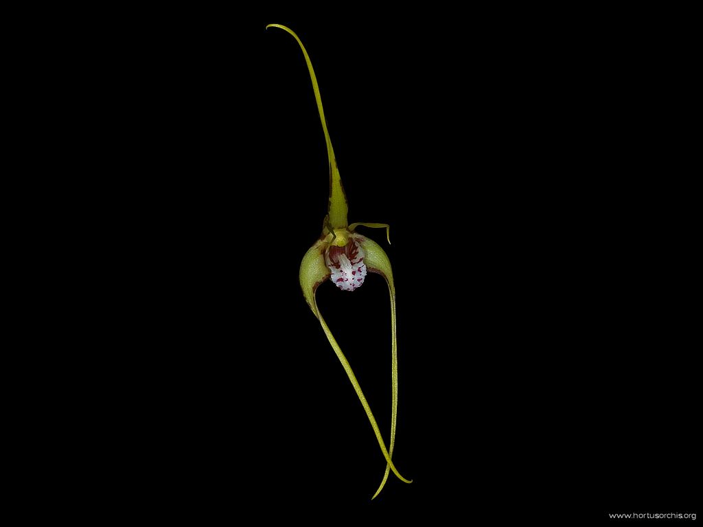 Dendrobium tetragonum