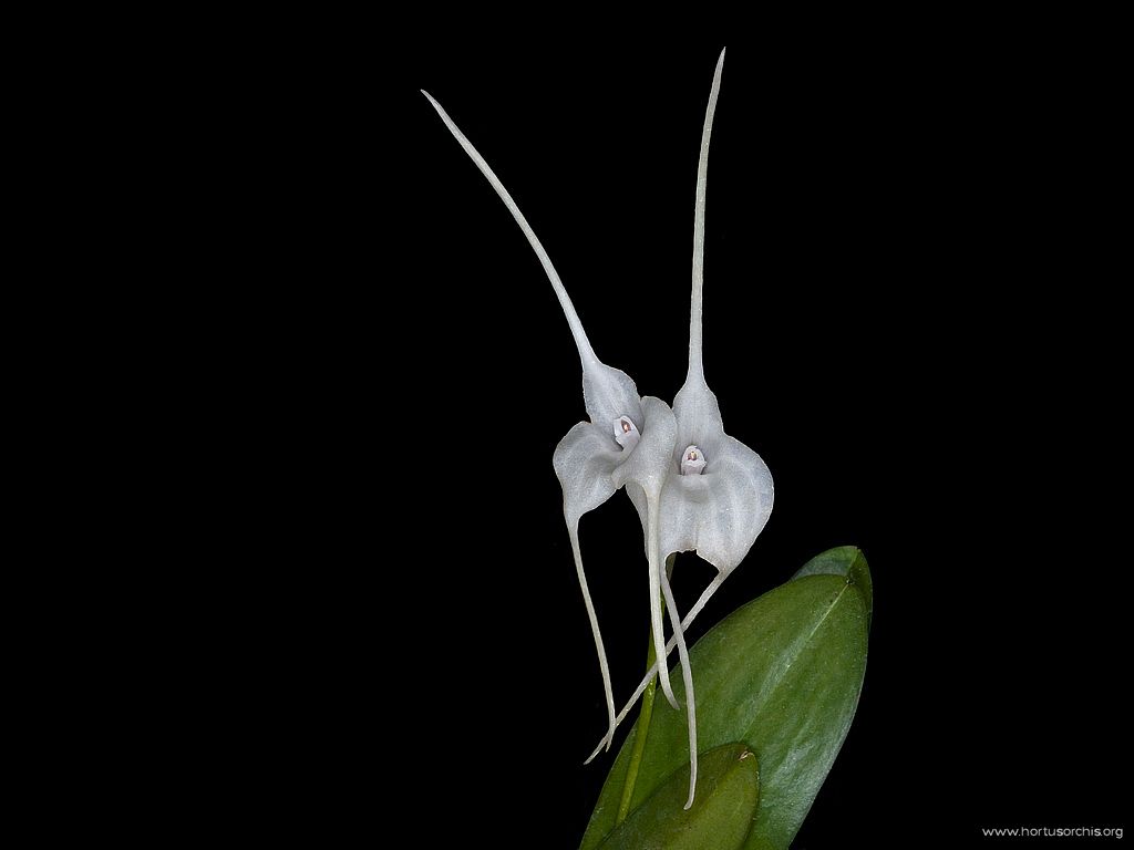 Masdevallia tovarensis