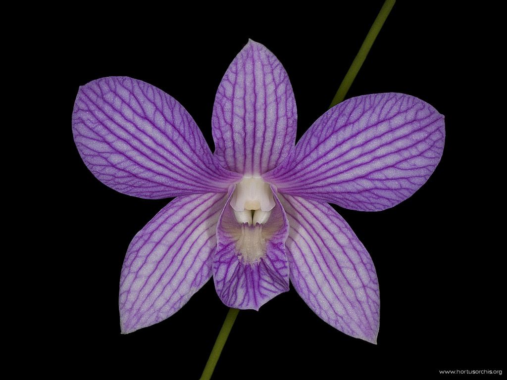 Dendrobium Selangor Beauty