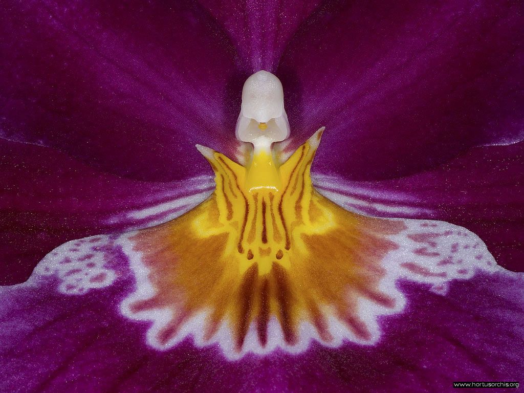 Miltoniopsis Red Tide