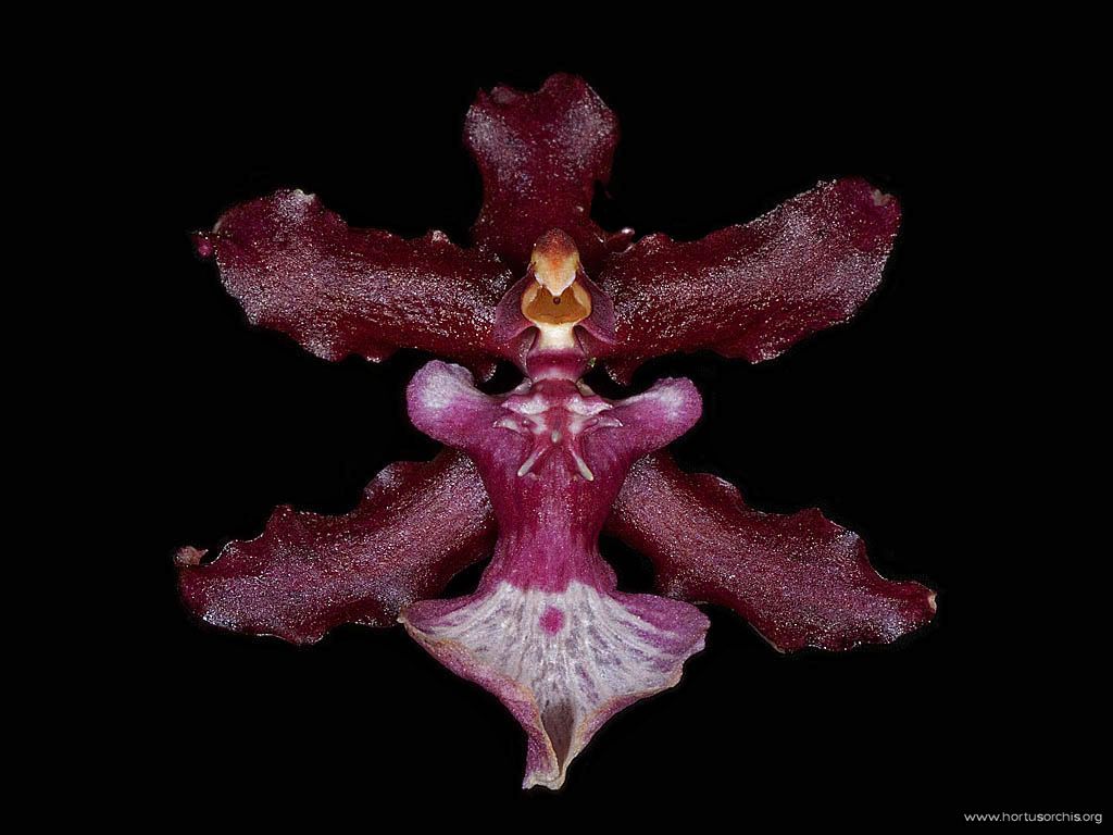 Oncidium Sharry Baby