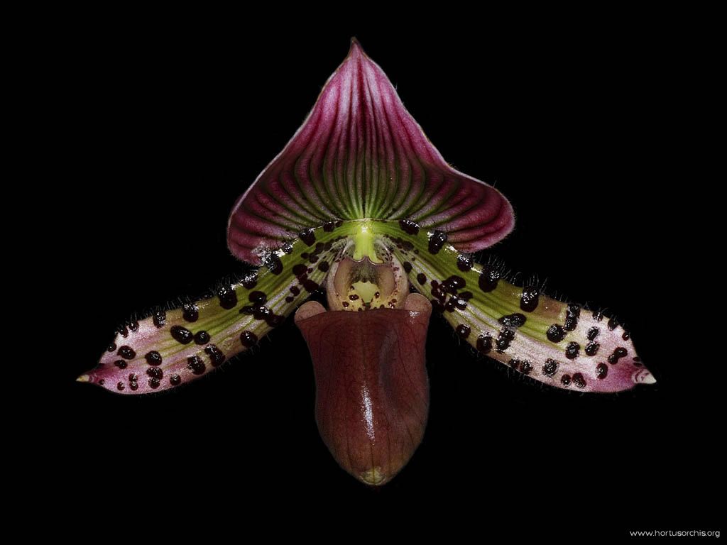 Paphiopedilum Blaze