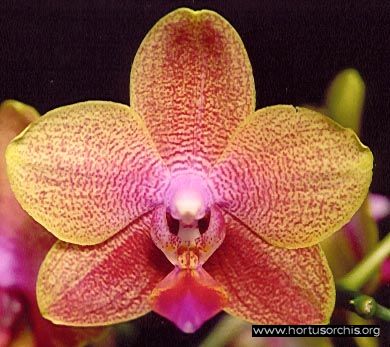 b_0_0_0_10_images_stories_foto-specie-ibride_Phalaenopsis_Bubbles.jpg