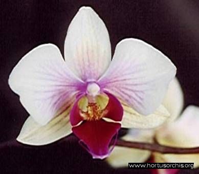 b_0_0_0_10_images_stories_foto-specie-ibride_Phalaenopsis_Kanaalweg.jpg