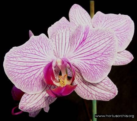 b_0_0_0_10_images_stories_foto-specie-ibride_Phalaenopsis_Langkawi.jpg