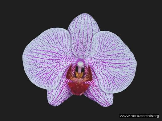 Phalaenopsis Mivac