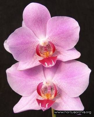 b_0_0_0_10_images_stories_foto-specie-ibride_Phalaenopsis_Sibu.jpg