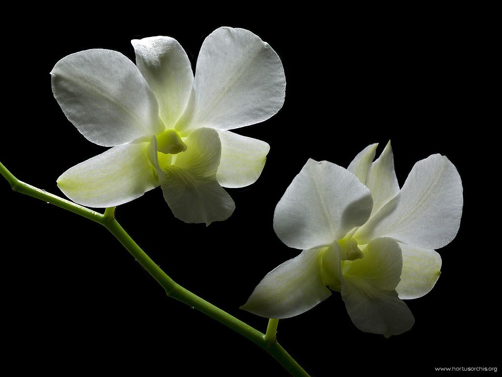 x51620p Dendrobium Xmas White 1024