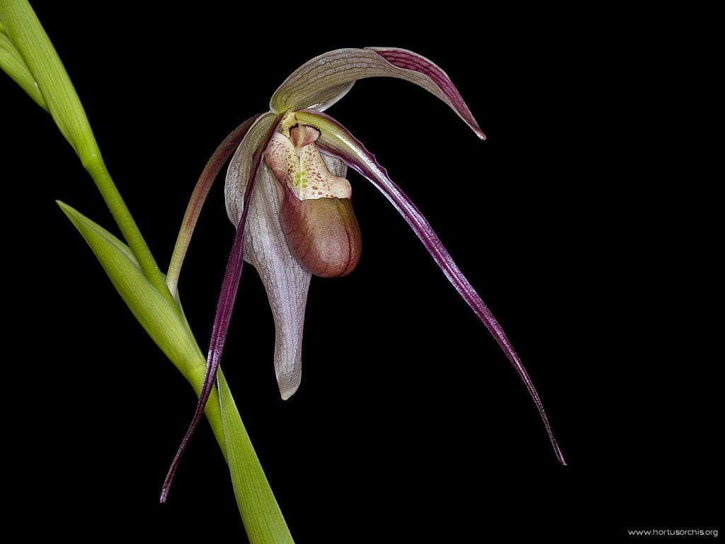 x56250p Phragmipedium Grande