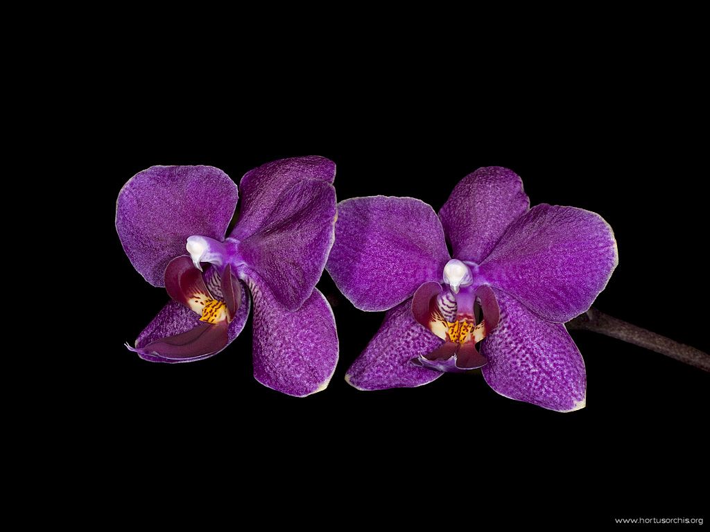 x56264p Phalaenopsis Rama