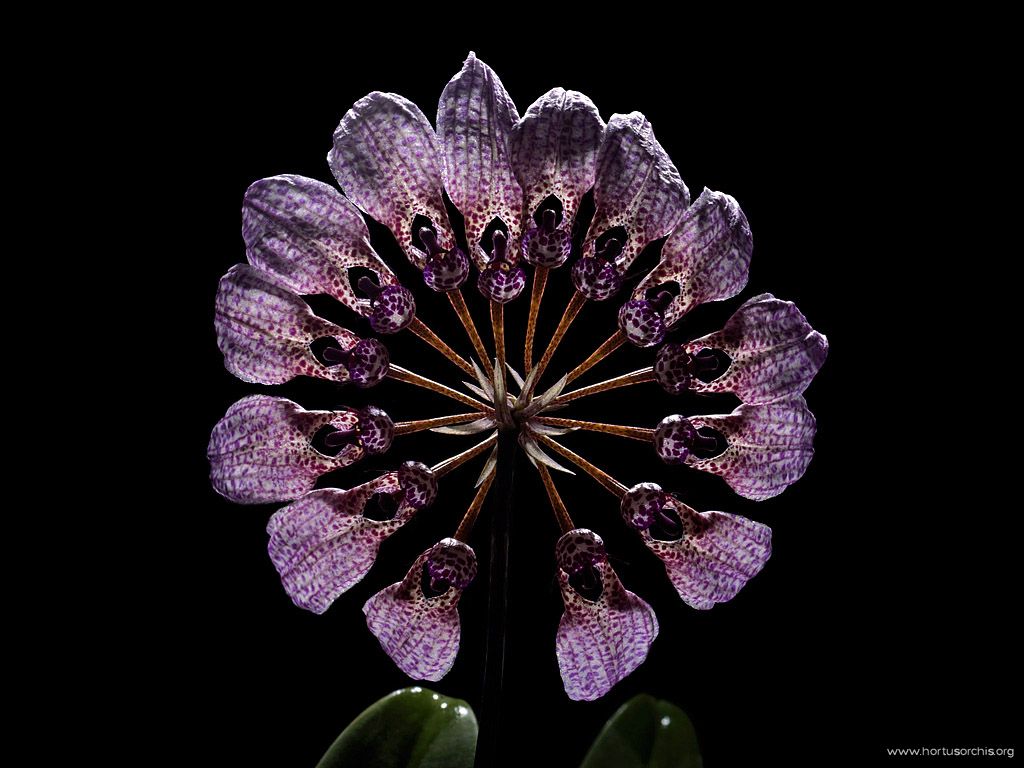 x56402p Bulbophyllum umbellatum