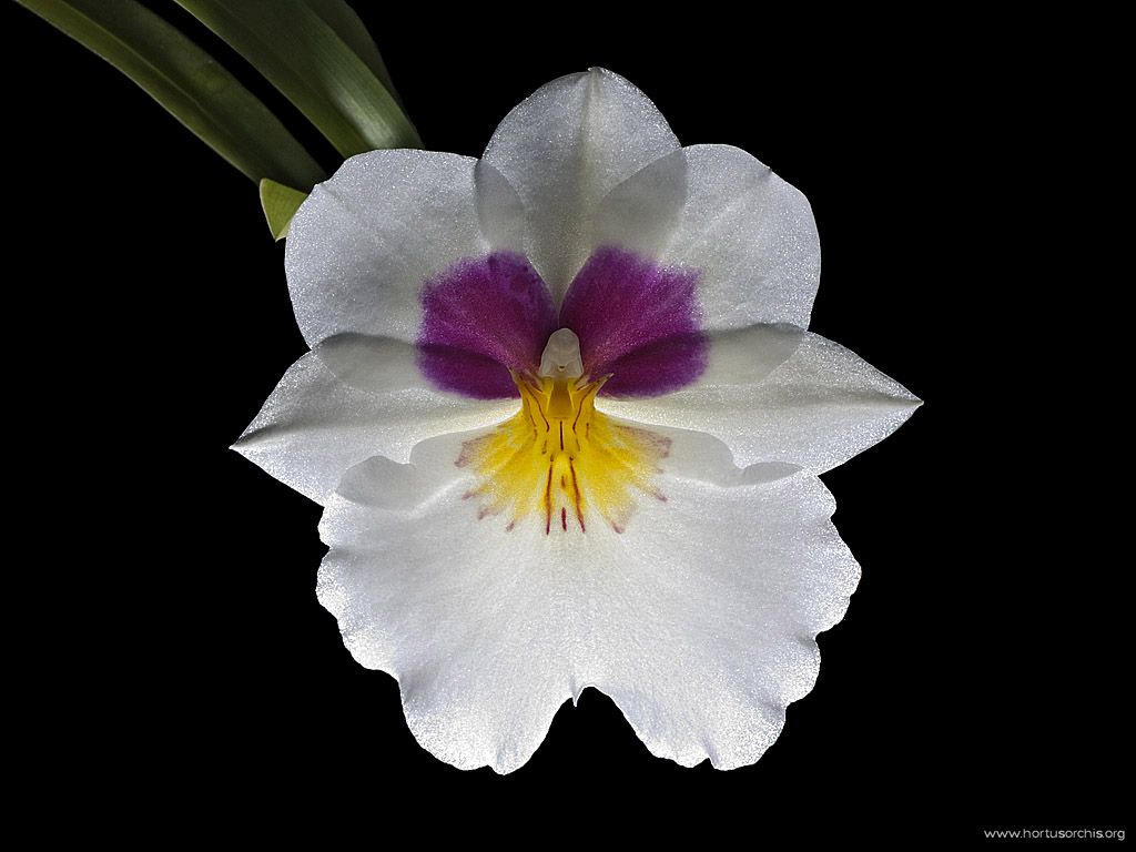 x56414p Miltoniopsis Lyceana