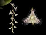 Read more: Bulbophyllum lindleyanum
