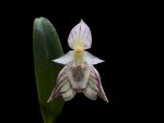 Read more: Bulbophyllum ambrosia