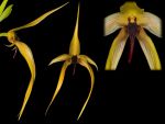 Read more: Bulbophyllum carunculatum