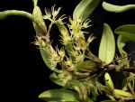 Read more: Bulbophyllum cauliflorum