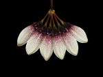 Leggi tutto: Bulbophyllum flabelloveneris
