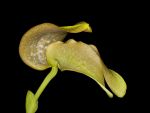 Leggi tutto: Bulbophyllum grandiflorum