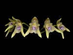 Read more: Bulbophyllum guttulatum