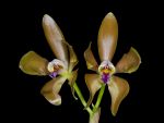 Read more: Cattleya porphyroglossa
