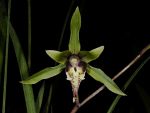 Read more: Cymbidium qiubeiense