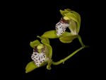 Read more: Cymbidium tigrinum