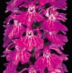 Read more: Dactylorhiza maculata
