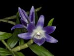 Read more: Dendrobium victoria-reginae
