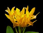 Read more: Guarianthe aurantiaca