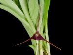 Read more: Masdevallia herradurae